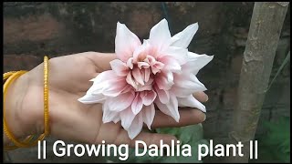 How to grow dahlia  plant in pot in easy way|| डाहलिया के पौधे को गमले मे लगाए बहुत ही आसानी से ||😊