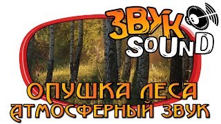 Опушка леса (Атмосферный звук) /  Edge of the forest (Atmospheric sound)