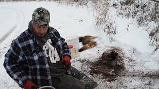 The Secret to Consistently Trapping Coyotes is a Mouse in Your Pocket.😉