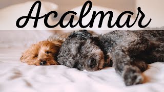 Música Calmante - Musica Para Acalmar Cachorros