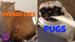 Orange Cats VS Pugs | Who's Funnier?