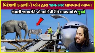 anant Ambani કરોડો રૂપિયા ખર્ચીને વિદેશથી હાથી લાવ્યા| Animal ko plane se kaise laya jata hai dekho