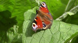 To a Butterfly - by William Wordsworth - Read by James Kingdon