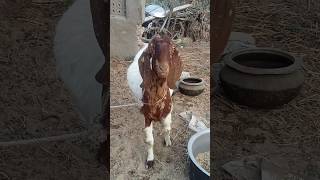 Big Goats #goat #amazing #animals #trending