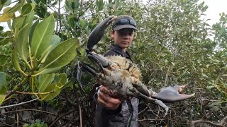 Giant MUD CRABS