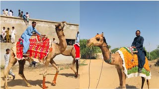 Camels Ride in Desert