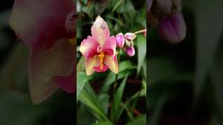 Flowers😍|Orchids|Red lipstick|Fidhusworld|