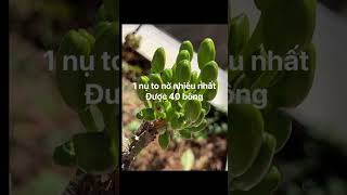 Mai giống siêu bông daklak #maivang #bonsaivietnam #maivangbonsai #short #youtubeshorts #bonsaitree