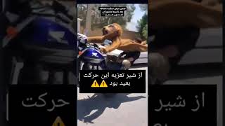 تا حالا فک میکردیم شیر فقط تو تعزیه هست😂😂#موتورسنگین#ماشین#شوتی#قاچاق#اینستاگرام#محرم#گنگ#فان#خنده