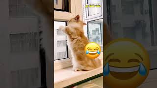 Cat Scratching the Window Glass | May The Shorts Be With You #shorts #cat #funny