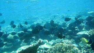 Lots Coral Lots Fish Best Snorkeling Great Barrier Reef.AVI