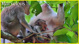 Wonderful Jane, Luka & Obie, Little Briar brave demands milk with momma Brianna, Wildlife