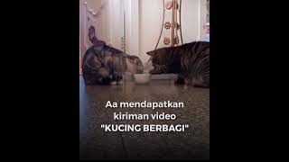 Kucing berbagi minuman apakan manusia susah nak berbagi rezeki..kita renungkanlah..