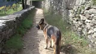 ponte  tibetano  tra  Monte Carasso  e  Sementina