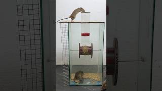 The easiest trick to trap mice at home #mousetrap #rattrap #rat #shorts