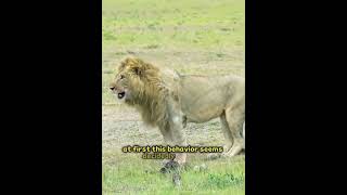 Nature's Raw Power: A Lion's Deadly Attack