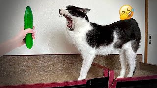 You Laugh You Lose😹🐕Funniest Dogs and Cats 2024🤣😍