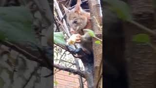 #cute#fluffy#animals this is the possum at my school