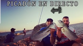 ⁉️PICADÓN EN DIRECTO⁉️ CHOVAS XXL 🔝🔝PRIMERAS DORADAS‼ VIDEO FLIPANTEE‼‼‼