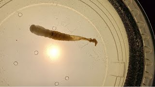 Mealworm Turning Into Pupae (Timelapse) #shorts