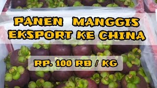 Saatnya Panen Buah Manggis Untuk Eksport ke China