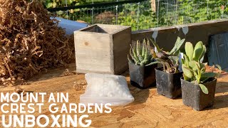 Mountain Crest Gardens Succulent Unboxing - Haworthia, Crassula, & Ledebouria Succulents!