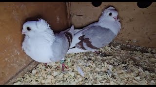 RADOM Gołębie pigeons targ Andrzej W. 5.10.2024 cz.2/3 💥Gołębie jasne i wyszwance Andrzeja Radom💥