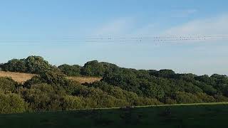 swallows on the line