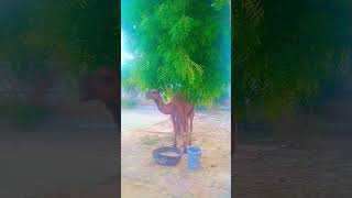 Little Camel || its master give food & water || in desert Thar || #camels #animals #thardesert