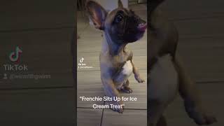 Frenchie Sits Up for Ice Cream Treat