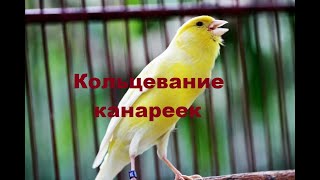 Кольцевание птиц канареек. Птицы - канарейки.