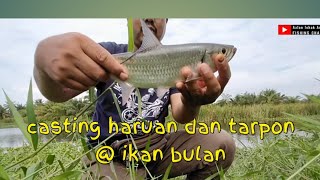 casting haruan dan ikan bulan @ tarpon