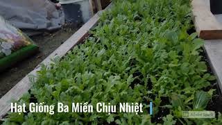 Hạt Giống Rau Tần Ô Chịu Nhiệt