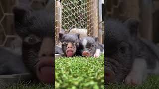 pigs baby funny video #funny #crazypig #funnyfarmanimals #petvideos #ytviral #animals #funnyanimal