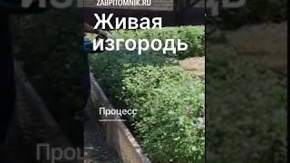 Стрижка живой изгороди Чита, питомник Велес Атамановский