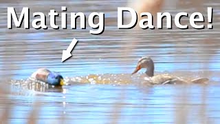 6 Duck Behaviors (Mallards And More)