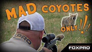 Screaming Mad Coyotes