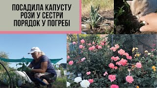 #57 Троянди у сестри/Огляд городу/Посадила капусту/Троянда і юкки від сестри /Порядок у погребі