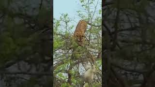 Tiger attacks Monkey. #shorts #tiger