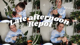 Repotting 2 Beautiful Plants! & an *important* question I must ask you!