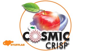 Cosmic Crisp Apple | Product | Stuff Lab