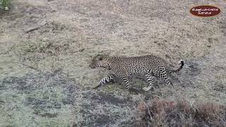 Leopard Near Porini Rhino Camp, Ol Pejeta Conservancy