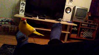 Kakariki flirting with my feet