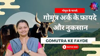 गोमूत्र के फायदे | गोमूत्र अर्क के फायदे और नुकसान | gomutra ke fayde