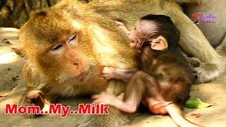 Extremely hungry ! Baby Titan extremely cry beg for milk, Tara started reduce milk baby Titan