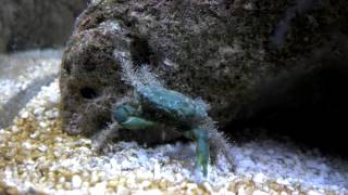 Emerald Crab Eating Diatom Algae Bloom