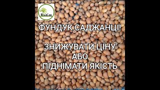 ФУНДУК САДЖАНЦІ! СКИДАТИ ЦІНУ АБО ПІДНІМАТИ ЯКІСТЬ!!!