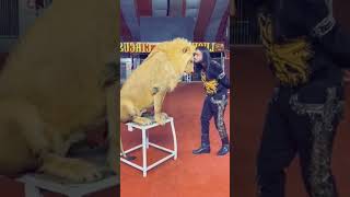 circus Lion