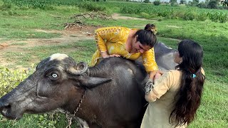 today i Grazed the buffaloes today | Beautiful Unseen Village Life | Beautiful Old Culture of Punjab