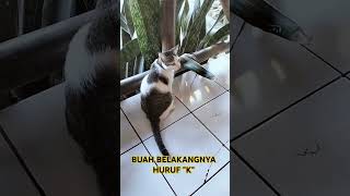 BUAH BELAKANGNYA HURUF "K" #dafsfamilychannel #tebaktebakan #tebakkata #tebakanhumor #tebakanseru